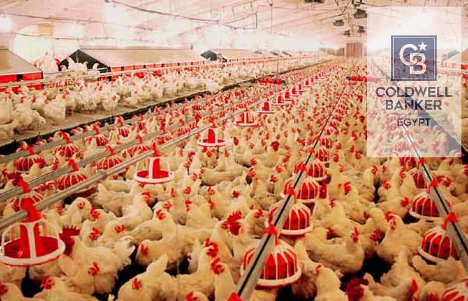 11 2-a-Rs-1.5m-taken-away-from-poultry-farm (1). jpg