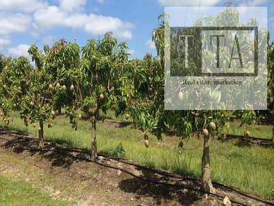 Residential Land for Sale in Obour City, Cairo - farms-darwin-mango-trees-1220x670. jpg