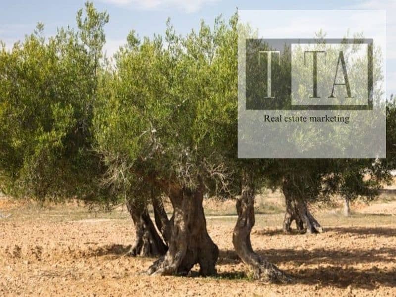 8 olive_orchard-770x462. jpg