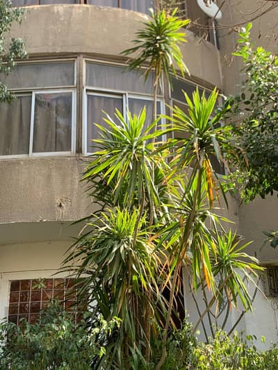 3 Bedroom Apartment for Sale in Heliopolis, Cairo - WhatsApp Image 2024-04-17 at 2.38. 36 PM. jpeg