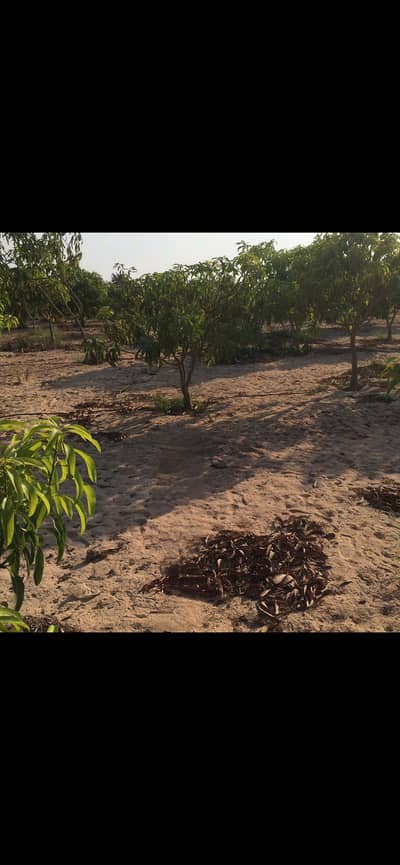 Agricultural for Sale in 6th of October, Giza - فدان ونص مانجو للبيع بجمعية المعتمديه طريق القاهرة اسكندريه الصحراوي