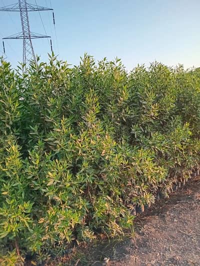 Agricultural for Sale in 6th of October, Giza - الكيلو 58 طريق مصر اسكندريه الصحراوي