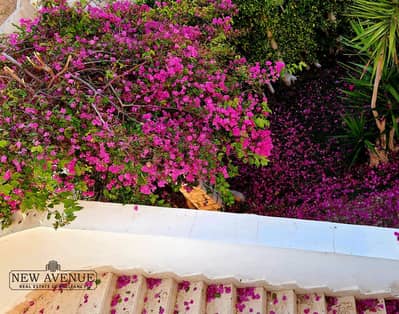 3 Bedroom Chalet for Sale in North Coast, Matruh - 0c5e3e32-4c74-49aa-abaf-f2a9e09805e4. jpeg