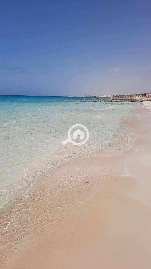 4 photo-el-alamein-16. jpeg