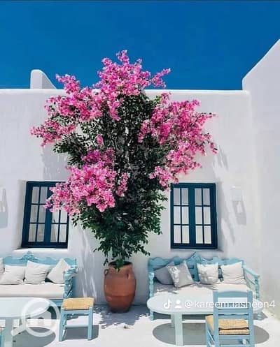 شاليه 3 غرف نوم للبيع في الساحل الشمالي، مطروح - WhatsApp Image 2024-06-27 at 2.18. 24 PM. jpeg