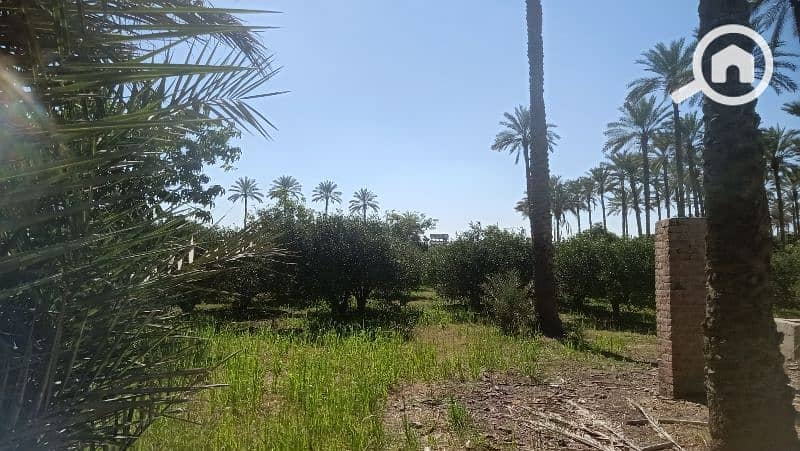 ٦ فدان للبيع طريق المنصوريه