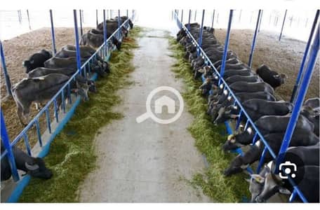 عقارات تجارية اخرى  للبيع في مدينة الإسماعيلية، الإسماعيلية - مزرعة عقد اخضر انتاج حيواني مجهزه بالكامل بها فيلا
