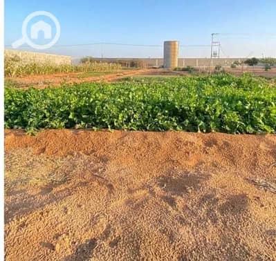 زراعي  للبيع في العاشر من رمضان، الشرقية - مزرعه تصلح تحويلها صناعي او مخازن ٥ خمسه فدان العاشر من رمضان