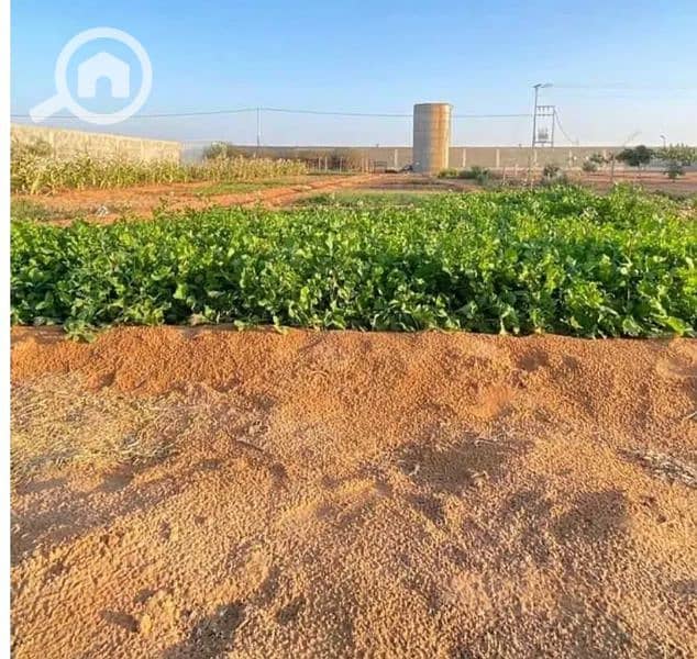 مزرعه تصلح تحويلها صناعي او مخازن ٥ خمسه فدان العاشر من رمضان