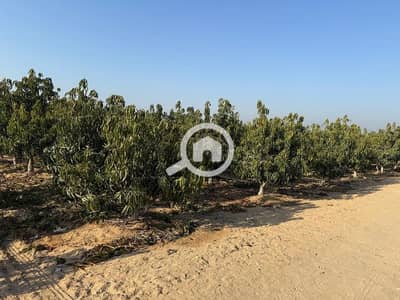 Agricultural for Sale in Al Nubariyah, Beheira - مزرعة 44فدان بأحدث المعدات مزروعة مانجو تصدير