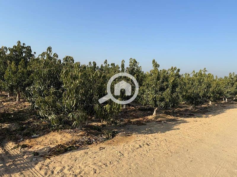 مزرعة 44فدان بأحدث المعدات مزروعة مانجو تصدير