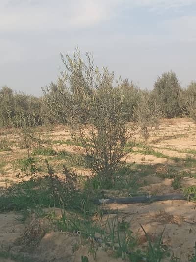 Agricultural for Sale in Wadi al-Natrun, Beheira - مزرعه للبيع بوادي النطرون