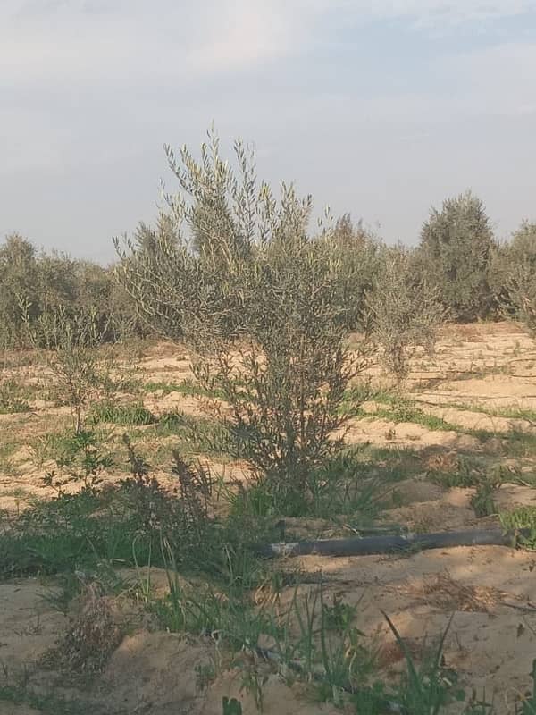 مزرعه للبيع بوادي النطرون