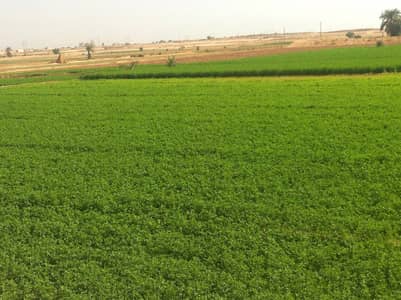 Agricultural for Sale in Sheikh Zayed, Giza - 5 أفدنة للبيع بسعر مميز بأبو غالب - في حرم مدينة سفنكس
