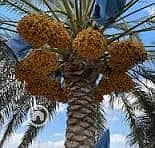 3 بلح. jpg