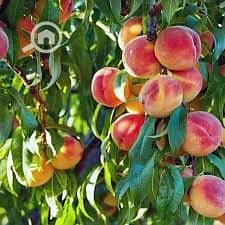 7 ارض خوخ. jpg