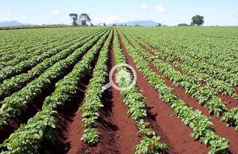 Agricultural for Sale in 6th of October, Giza - ارض زراعيه. jpg