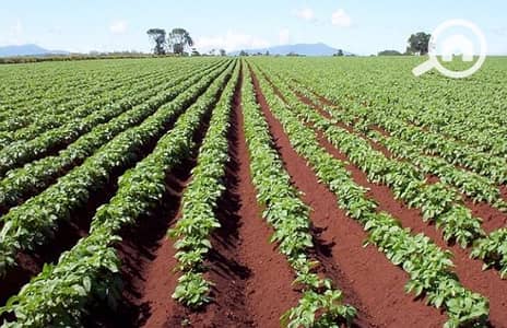 Agricultural for Sale in 6th of October, Giza - ارض زراعيه. jpg