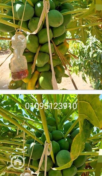 Agricultural for Sale in 10th of Ramadan, Sharqia - 8-acre farm in a distinguished farming area on the outskirts of العاشر من رمضان