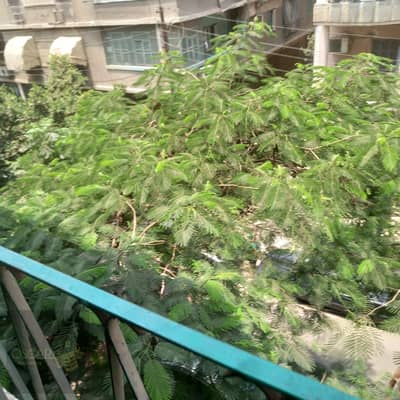 3 Bedroom Apartment for Rent in Heliopolis, Cairo - WhatsApp Image 2025-08-29 at 4.53. 43 PM. jpeg