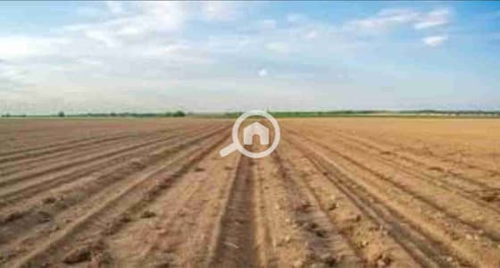 Agricultural for Rent in Sadat, Monufia - 1000457267. jpg