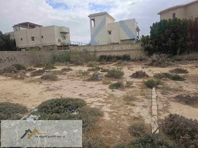 Residential Land for Sale in King Mariout, Alexandria - 1000613820. jpg