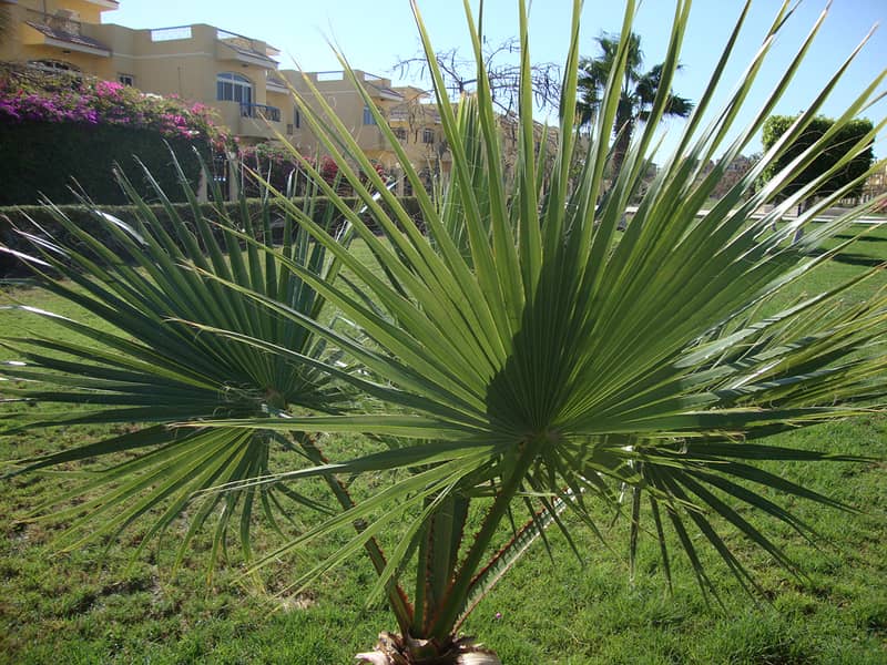 Al Khayam Resort 400m Property - 750m long private beach