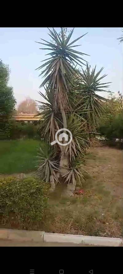 Residential Land for Sale in Mansuriyya, Giza - 1000121964. jpg