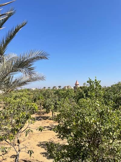 Agricultural for Sale in 6th of October, Giza - مزرعة بالريف الأوروبي