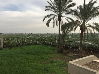 زراعي  للبيع في النوبارية، البحيرة - ارض زراعية للبيع بمدينة النوبارية
