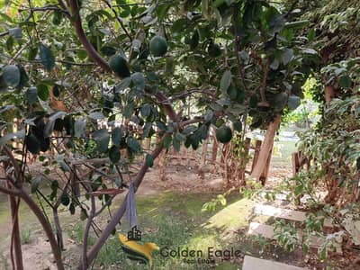 3 Bedroom Apartment for Rent in Madinaty, Cairo - 1000458969. jpg