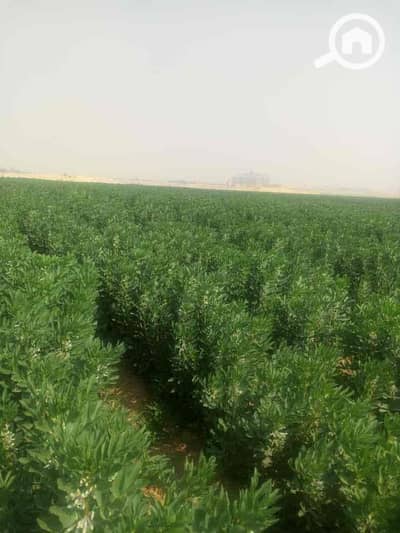 أرض سكنية  للبيع في مدينة الفيوم، الفيوم - dde375f3-2d3f-4edc-9dfb-4d7d61e0f516. jpg