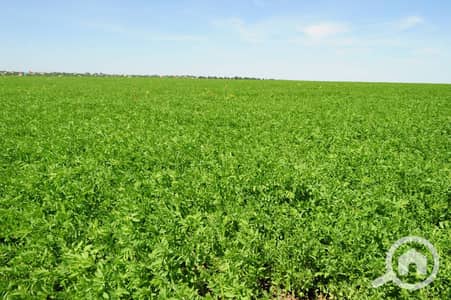 Residential Land for Sale in Tanta, Gharbia - ارض زراعيه. jpg