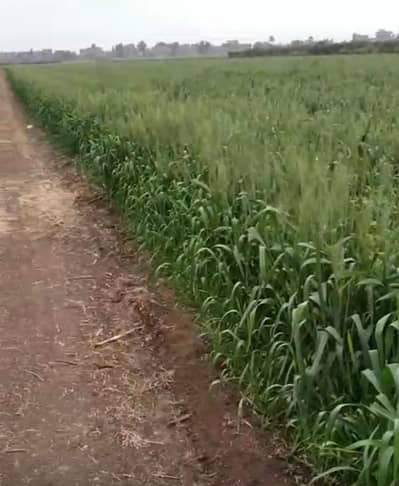 Agricultural for Sale in Quesna, Monufia - للبيع اراضى زراعيه- قريه شبرا بخوم