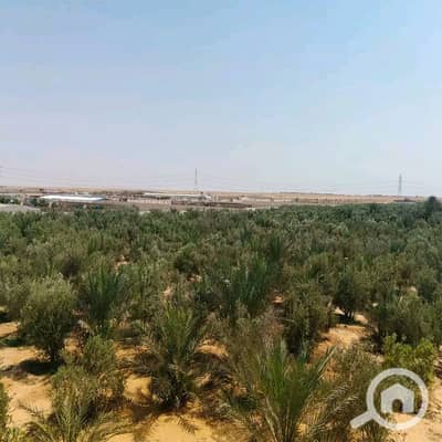 Agricultural for Sale in Ismailia City, Ismailia - WhatsApp Image 2025-10-13 at 6.35. 10 PM (2). jpeg