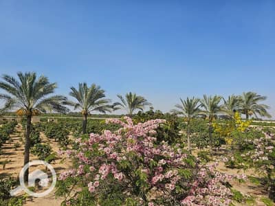 زراعي  للبيع في مدينة الإسماعيلية، الإسماعيلية - مزرعة للبيع فى وادى الملاك طريق مصر اسماعيلية الصحراوى