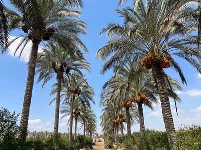 زراعي  للايجار في التل الكبير، الإسماعيلية - ارض زراعية ١٤ فدان طريق القاهرة-الاسماعيلية. Farm Land 14 Feddan