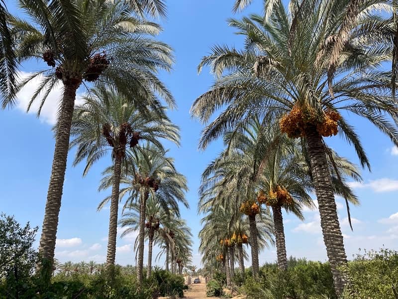 ارض زراعية ١٤ فدان طريق القاهرة-الاسماعيلية. Farm Land 14 Feddan ارض زراعية ١٤ فدان طريق القاهرة-الاسماعيلية. Farm Land 14 Feddan