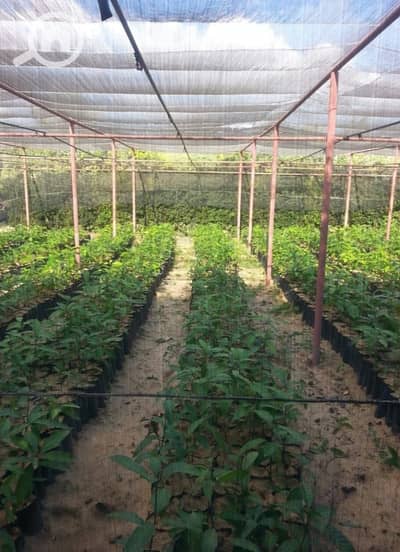 Agricultural for Sale in 6th of October, Giza - مزرعة 2 فدان للبيع فى كمبوند سمرقند طريق مصر اسكندرية الصحراوى