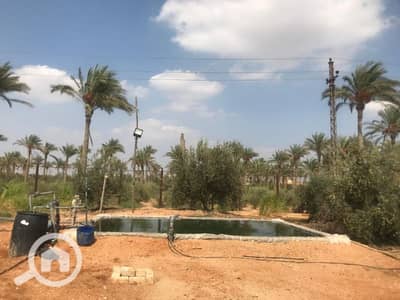 زراعي  للبيع في 6 أكتوبر، الجيزة - فدان ونص للبيع بكمبوند الاصدقاء طريق مصر اسكندرية الصحراوى