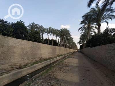 Agricultural for Sale in Mansuriyya, Giza - مزرعة للبيع فى المنصورية