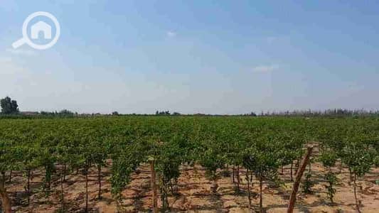 زراعي  للبيع في 6 أكتوبر، الجيزة - IMG-20231113-WA0000. jpg