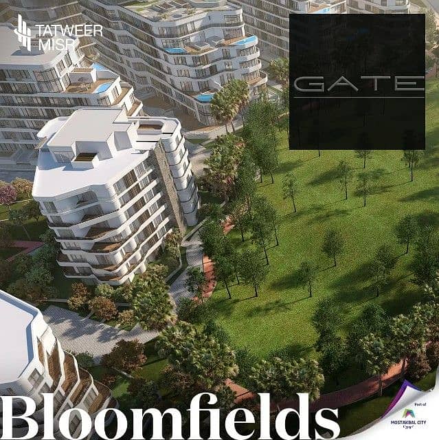 5 bloomfields2. jpg