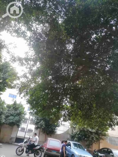 1 Bedroom Flat for Rent in Maadi, Cairo - IMG_20251025_174252. jpg