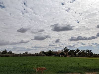 زراعي  للبيع في 6 أكتوبر، الجيزة - مزرعة تسعة و نصف فدان علي طريق اسكندرية الصحراوي