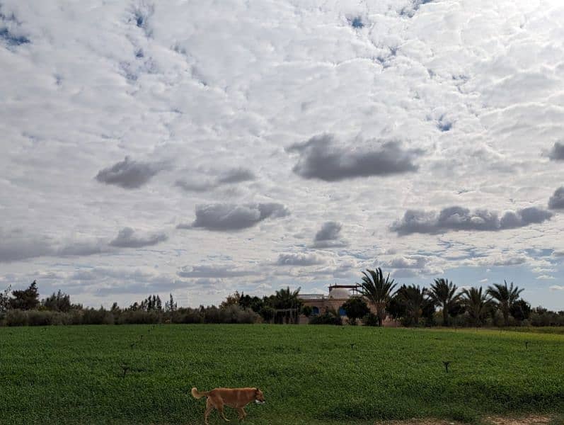 مزرعة تسعة و نصف فدان علي طريق اسكندرية الصحراوي
