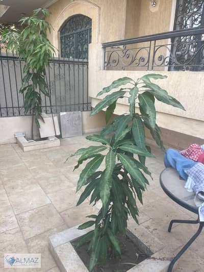 فلیٹ 1 غرفة نوم للايجار في القاهرة الجديدة، القاهرة - WhatsApp Image 2025-09-27 at 3.29. 10 PM. jpeg