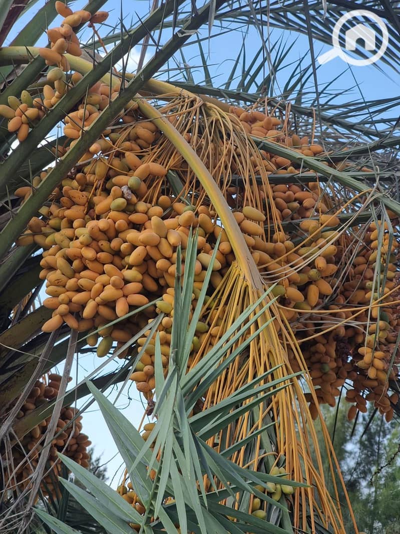 8 WhatsApp Image 2025-10-28 at 12.03. 11_c0319f39. jpg