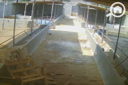 أرض سكنية  للبيع في العامرية، الإسكندرية - Untitled-1_0000_WhatsApp Image 2025-10-27 at 11.33. 26 AM. jpg