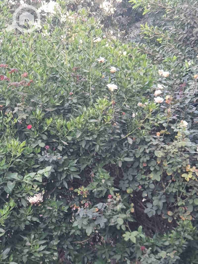 2 IMG-20251027-WA0054. jpg